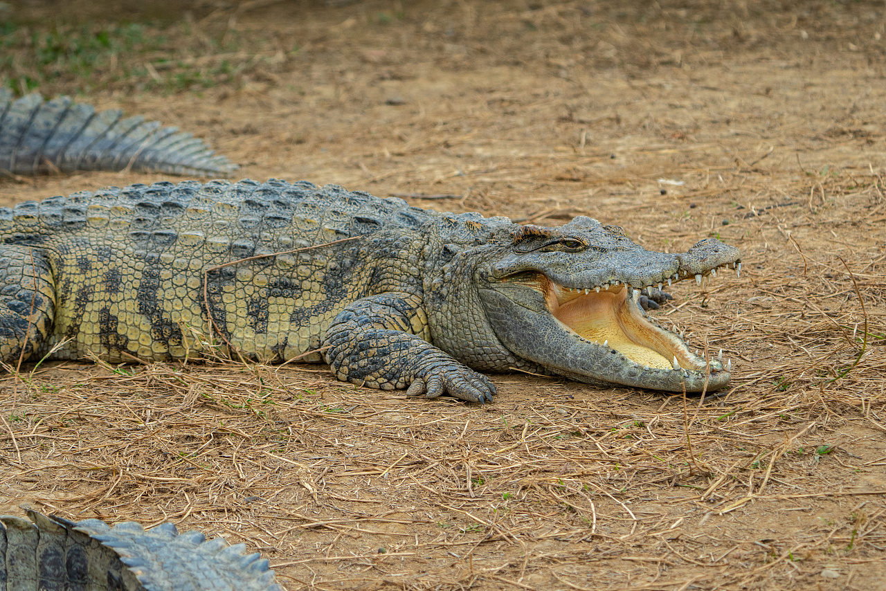 鳄鱼摄影|摄影|宠物摄影|摄影师何小康 - 原创作品 - 站酷 (zcool)