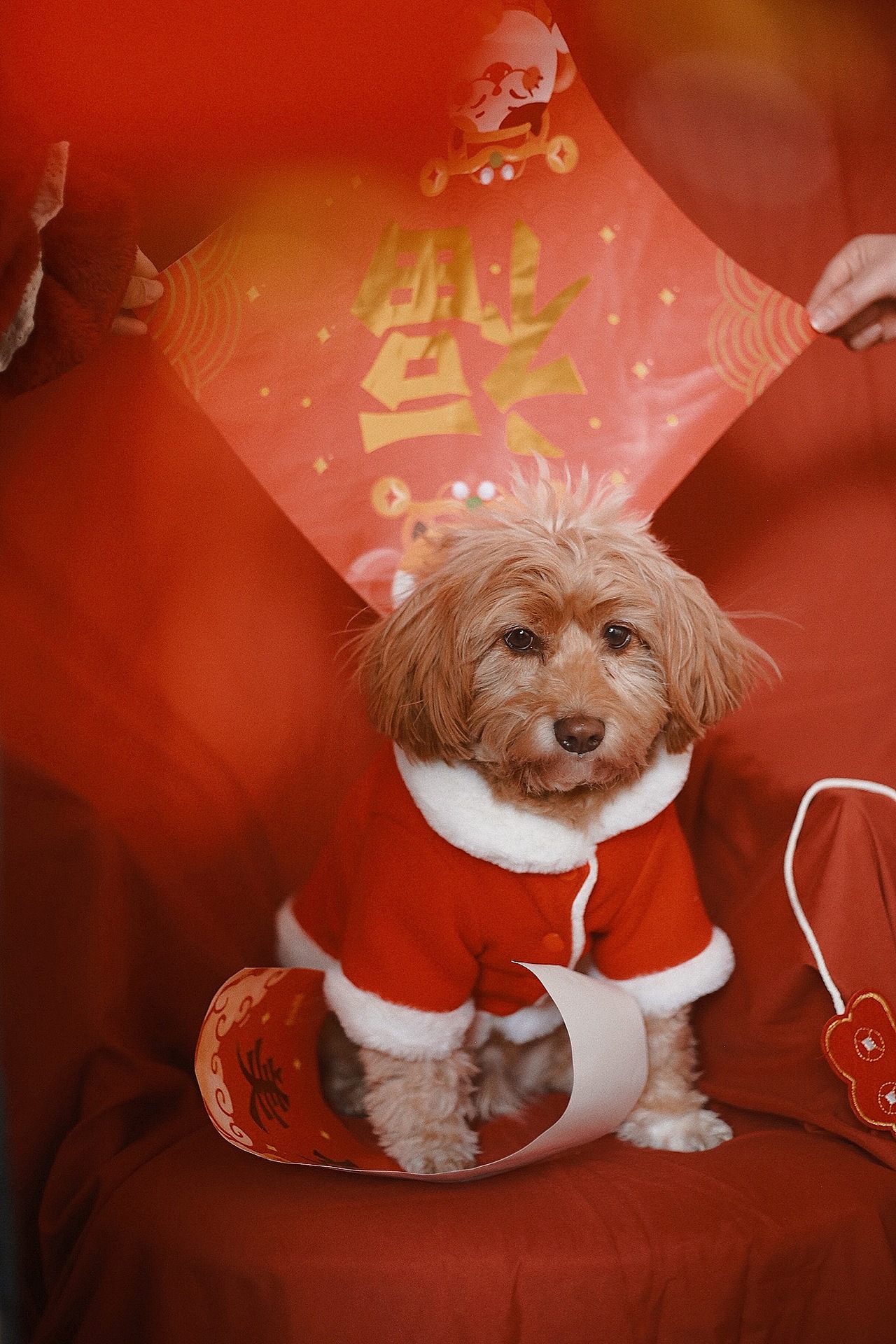 新年好运（图ZMjM5MTI1MjY4） - 宠物摄影 - 站酷设计师跳跃的米豆原创素材 - 站酷ZCOOL