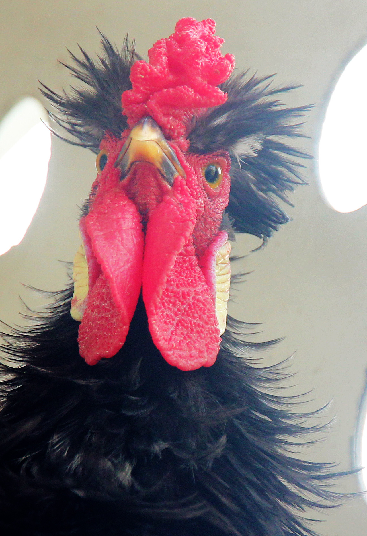 五德禽（圖ZMTA1MjA3MjUy） - 寵物攝影 - 站酷設(shè)計(jì)師風(fēng)陵師太原創(chuàng)素材 - 站酷ZCOOL