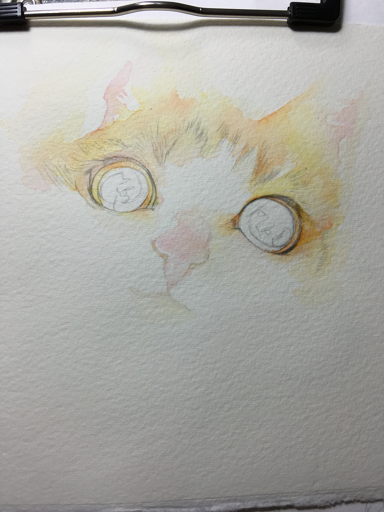 一只喵酱得过程