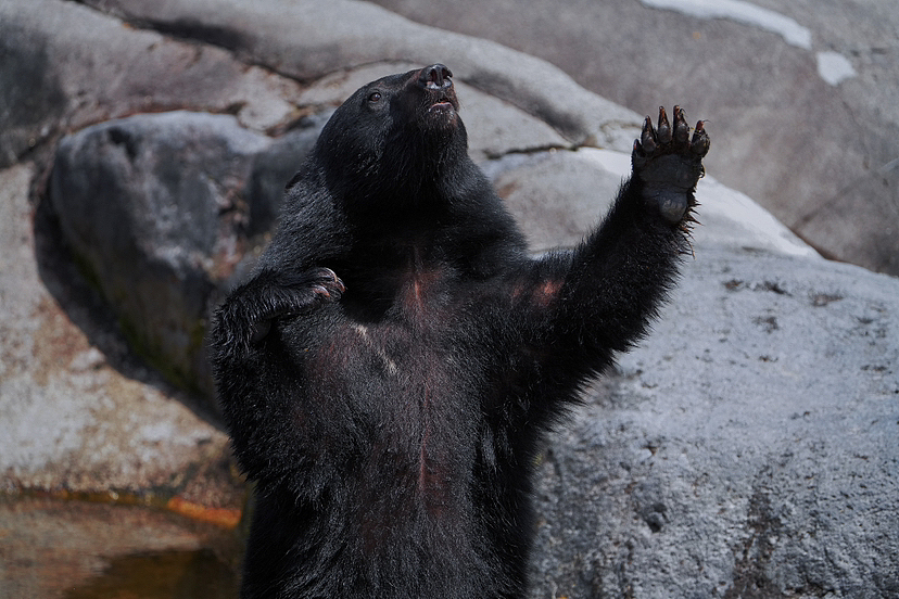 飛騨高山|奥飛騨クマ牧場
