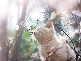 小猫咪的春游【均木纪实宠物摄影】