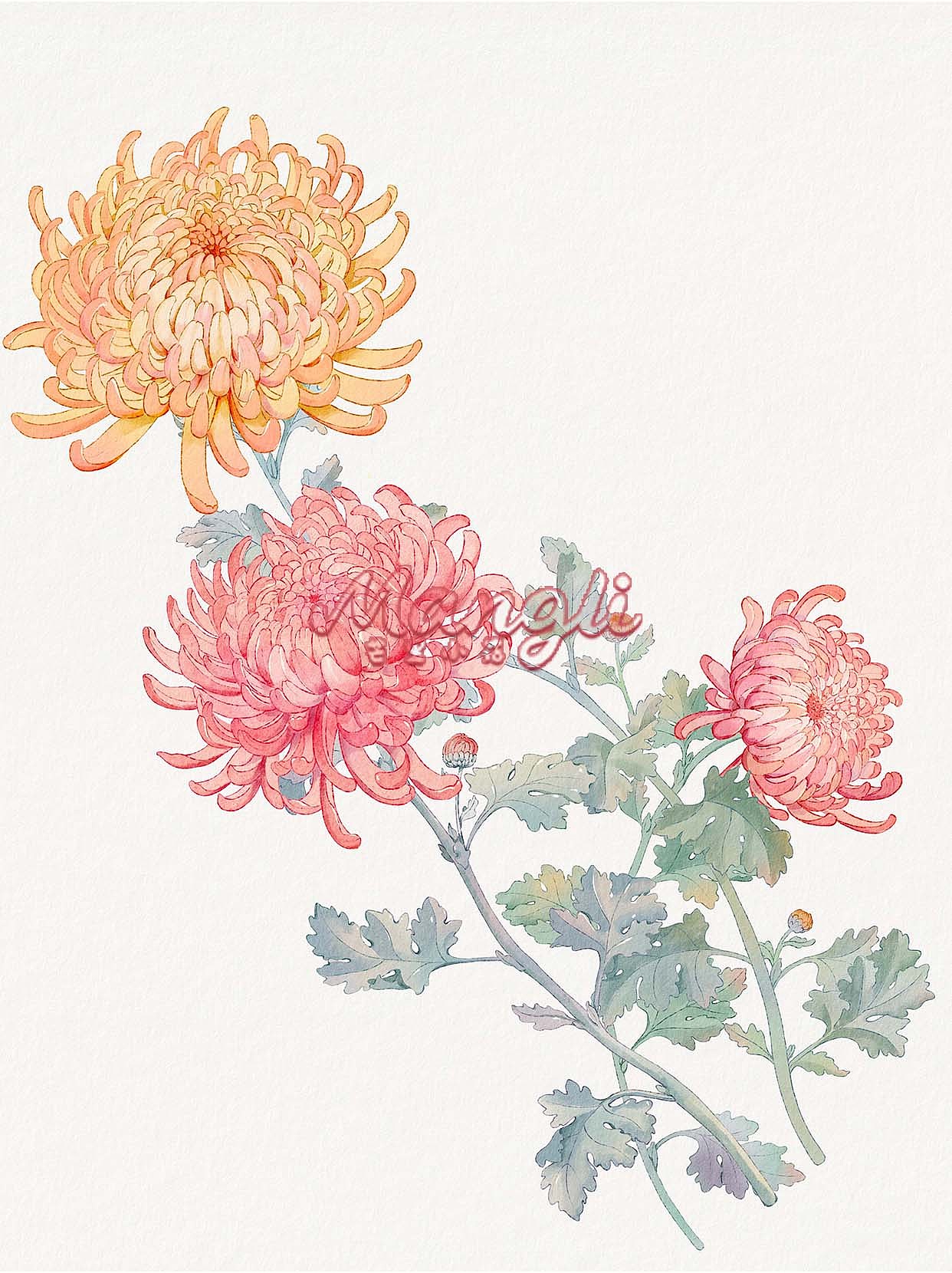 水彩风格菊花插画