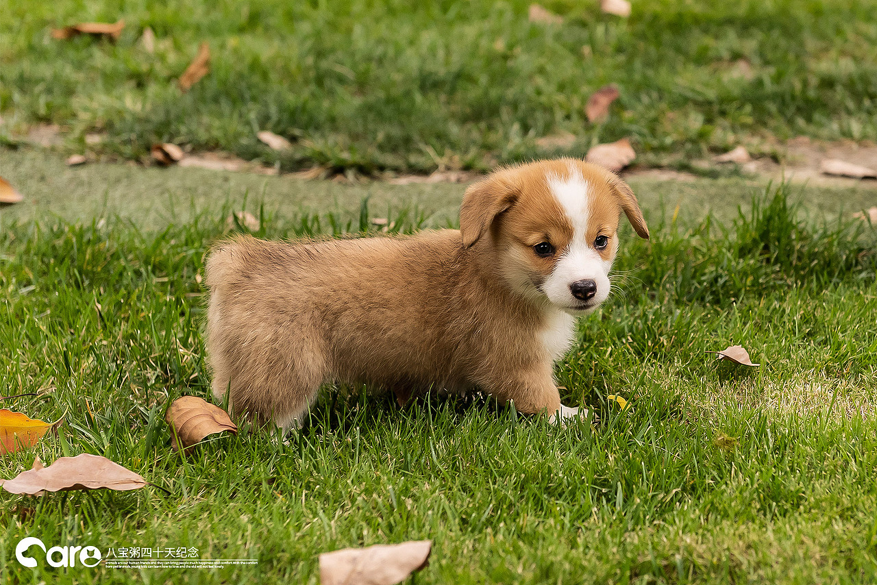 通旺和她的八宝粥，40天了（图ZMTY2NDI5MDcy） - 宠物摄影 - 站酷设计师不会拍照的小美工原创素材 - 站酷ZCOOL