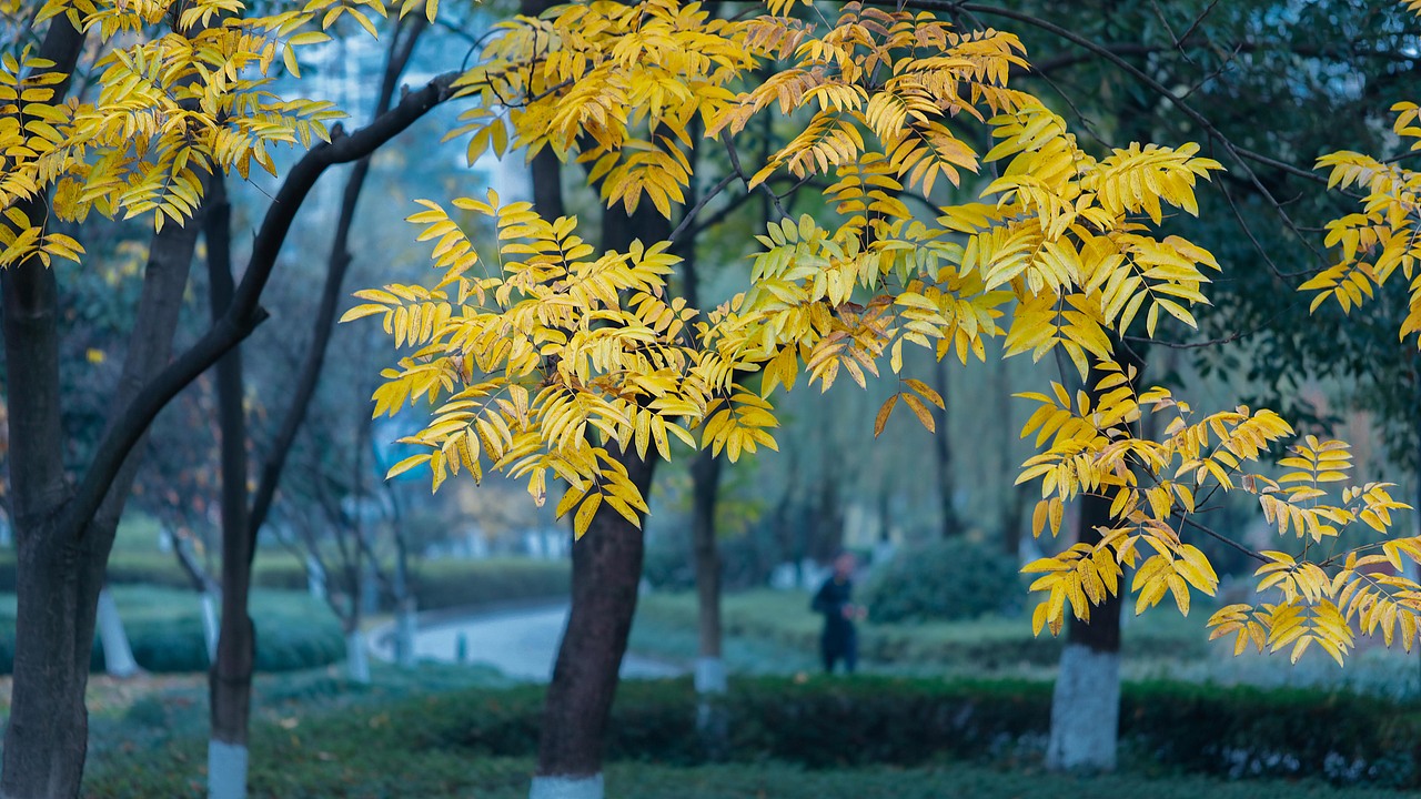“义乌秋色”-雪峰公园
