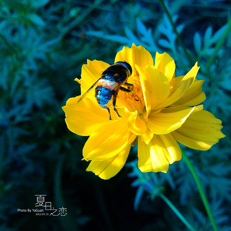 【手机拍摄习作】