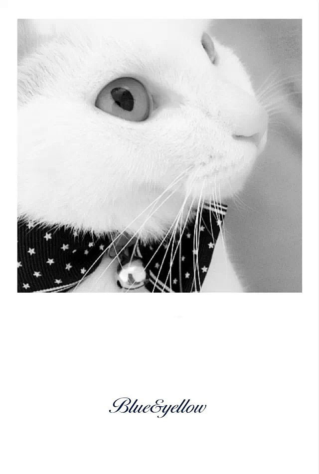 by（图ZMjI0NzE2NDQ=） - 宠物摄影 - 站酷设计师argenn原创素材 - 站酷ZCOOL