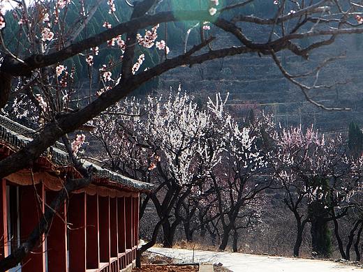 那一樹的雪白，渲染著春天的活力。（個人主頁-ZMzQ0NjQzOTY=） - 風(fēng)光攝影 - 站酷設(shè)計師pp1111原創(chuàng)素材 - 站酷ZCOOL