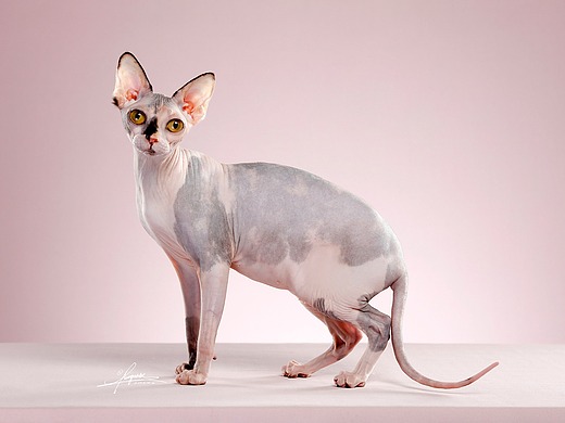 斯芬克斯无毛猫
