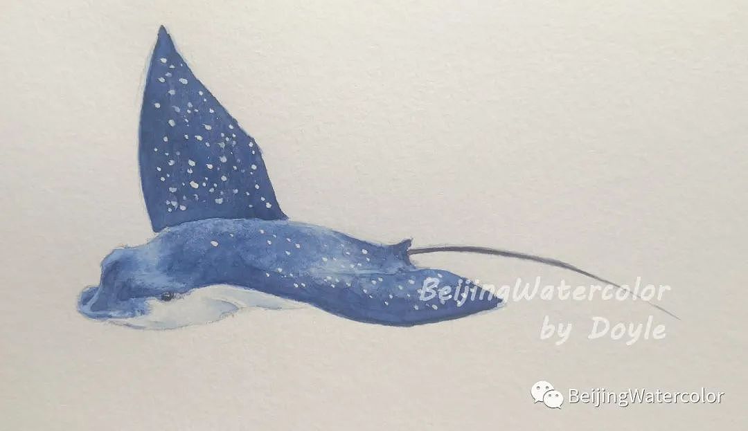【鱼类识别】 Eagle Rays（图ZMjEyMzMxMjEy） - 绘画 - 站酷设计师张文艺水彩原创素材 - 站酷ZCOOL