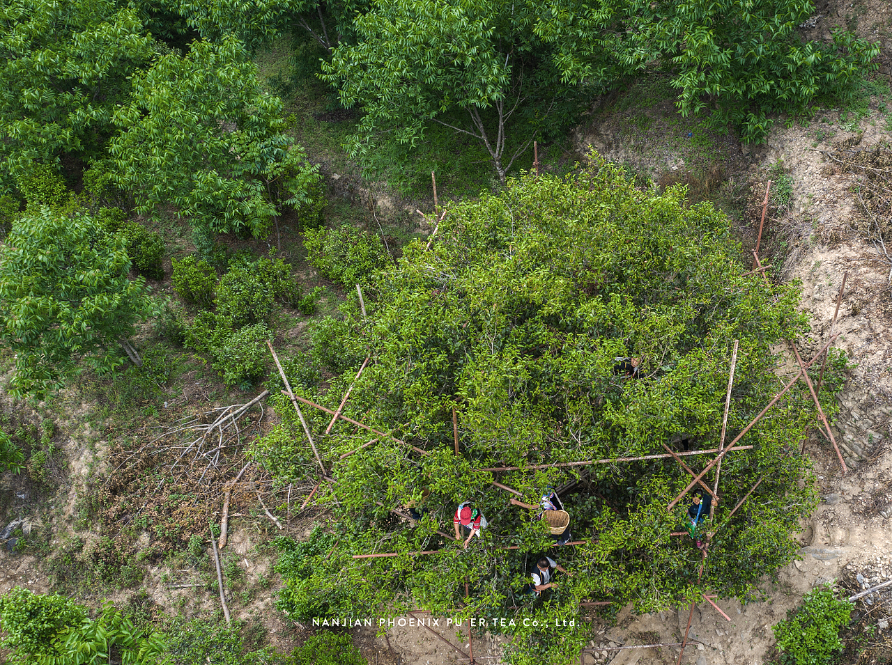 鑫凤凰凤凰沱茶品牌升级&伴手礼包装设计（图ZMTcwNjAwOTYw） - 品牌 - 站酷设计师無非Brand原创素材 - 站酷ZCOOL