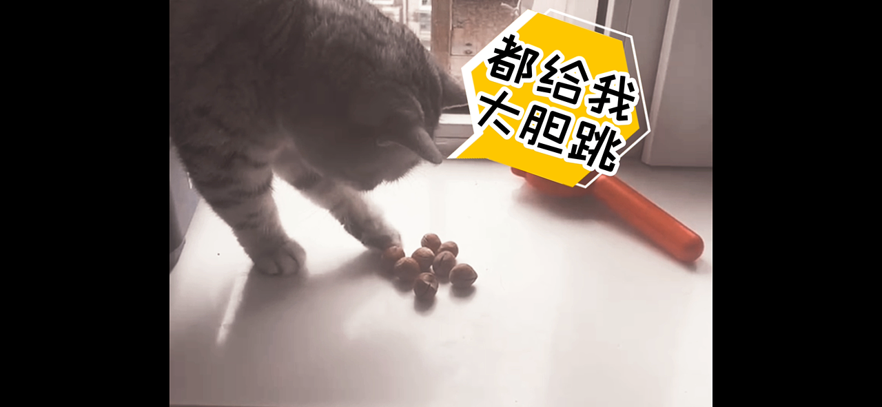 [这个家的猫]伞兵教官