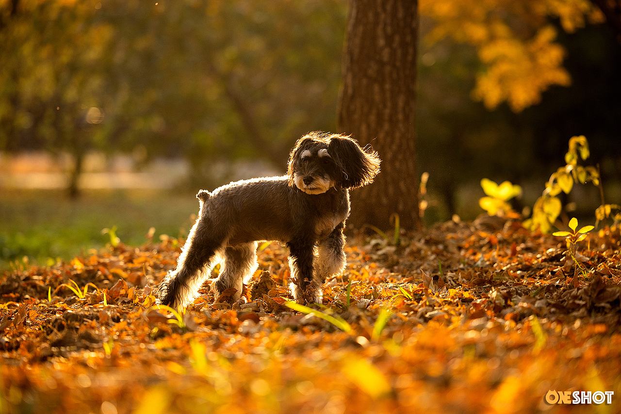 北京的秋天太美了