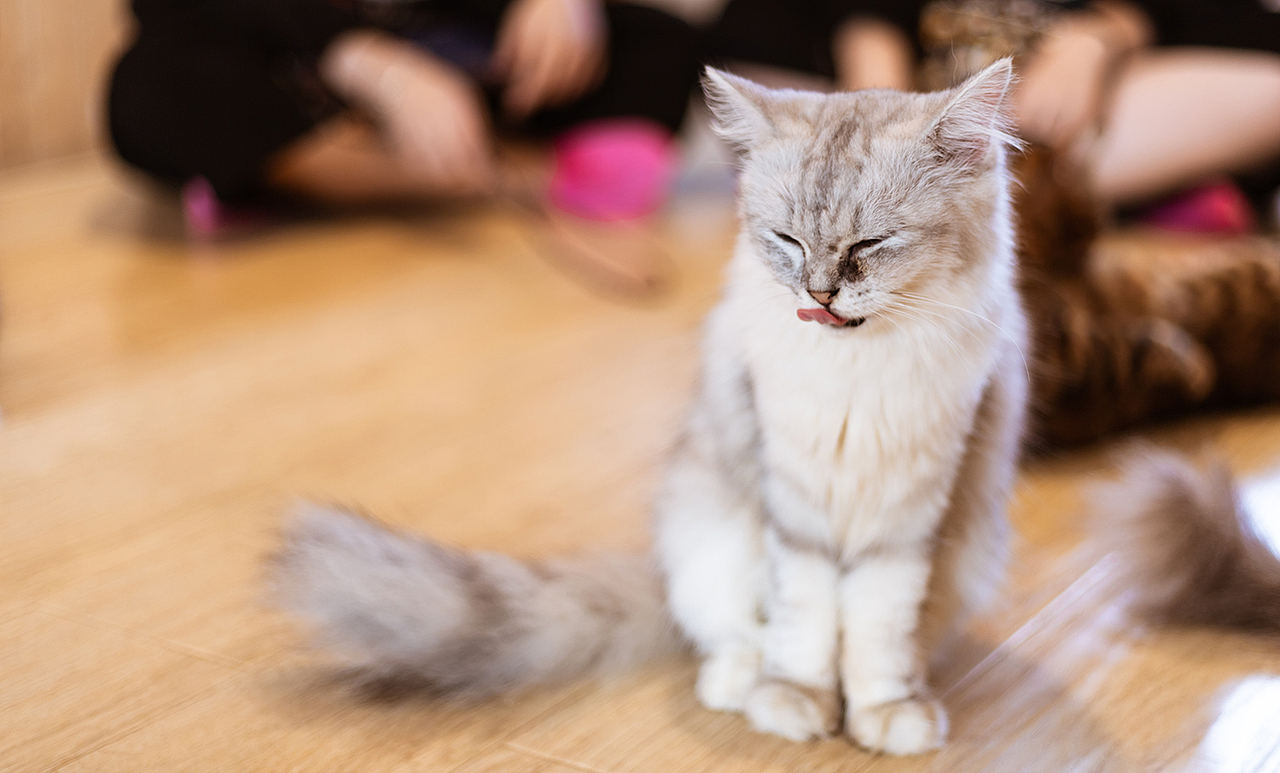 猫-摄影（图ZMTUwNzA2MTQ4） - 宠物摄影 - 站酷设计师凌乱的猪原创素材 - 站酷ZCOOL