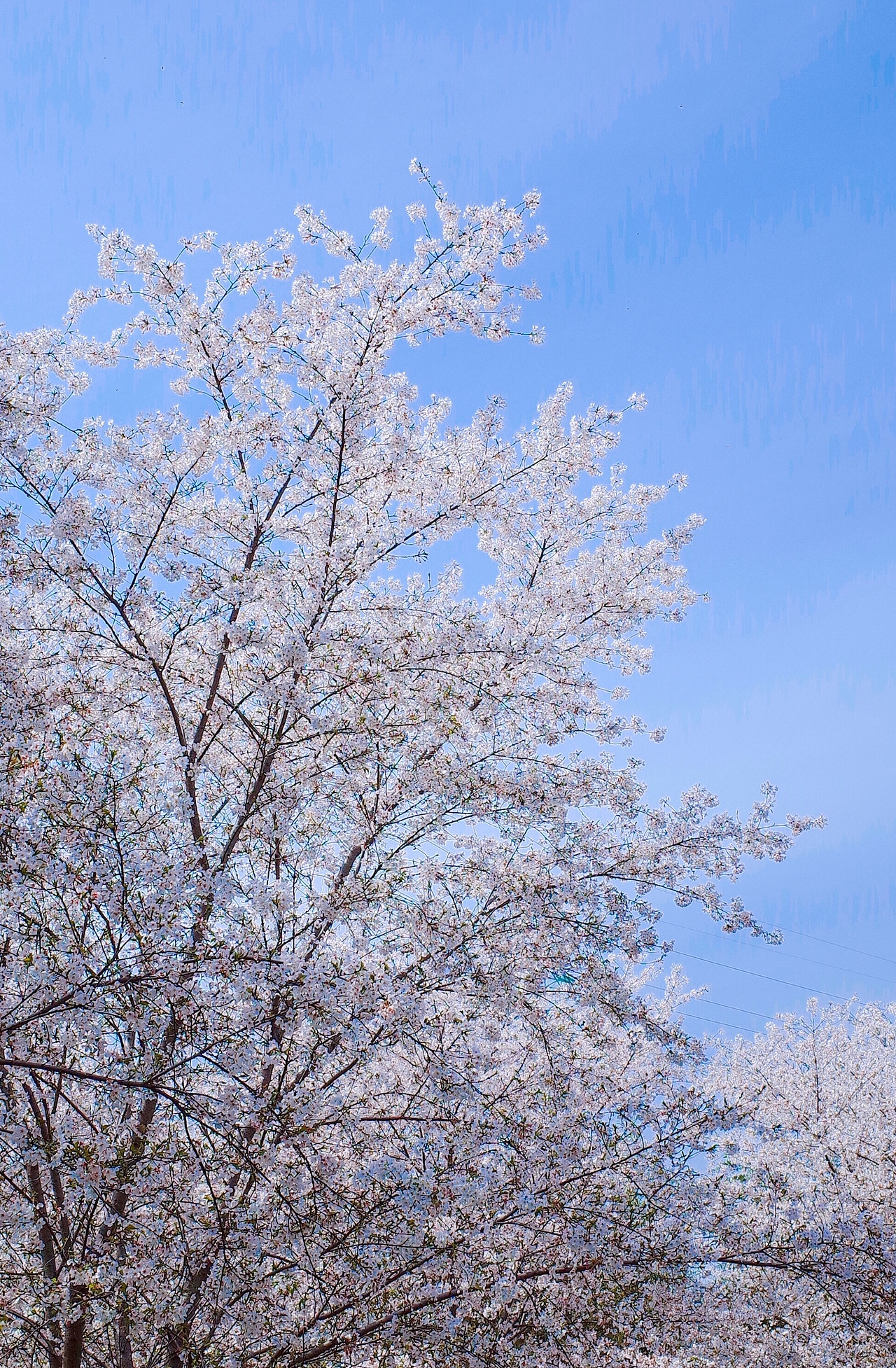 🌸 さくら（图ZMjQ4ODU5Mjky） - 风光摄影 - 站酷设计师不在赏味期限原创素材 - 站酷ZCOOL