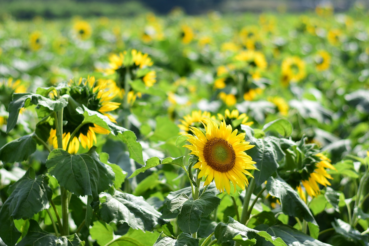 追逐光明的灿烂之花——向日葵 - 救救大自然环保节能网