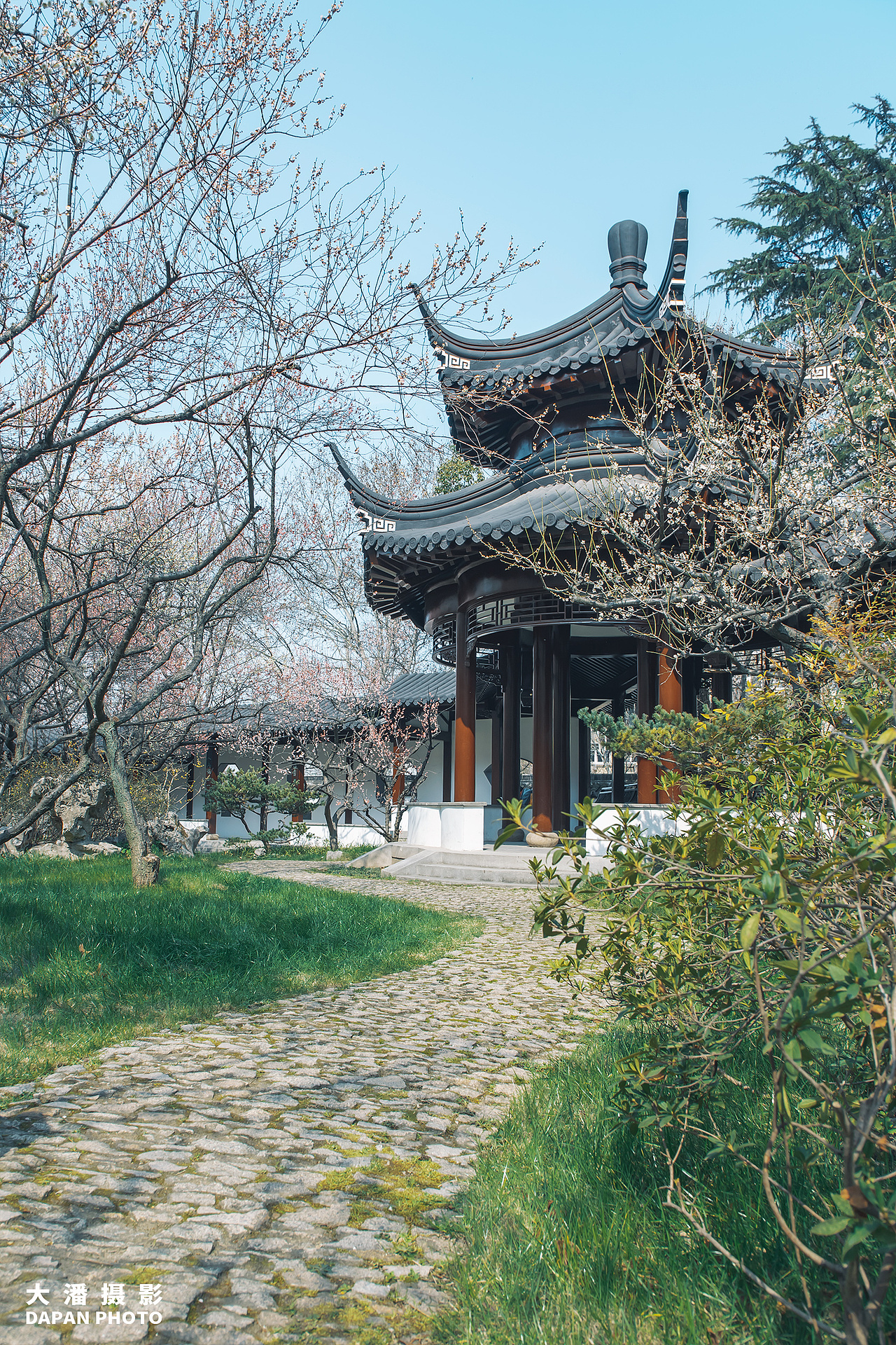 南京雨花台梅岗梅花拍摄