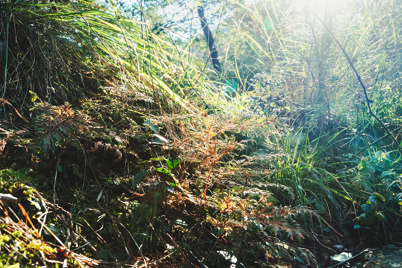 野生陽(yáng)光（圖ZMjc3ODkwMjA4） - 風(fēng)光攝影 - 站酷設(shè)計(jì)師只鳥原創(chuàng)素材 - 站酷ZCOOL