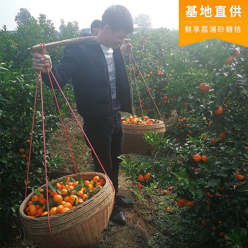 老男人果品砂糖桔（图ZMTE0NDgzNTQ4） - 宣传物料 - 站酷设计师邱公城原创素材 - 站酷ZCOOL