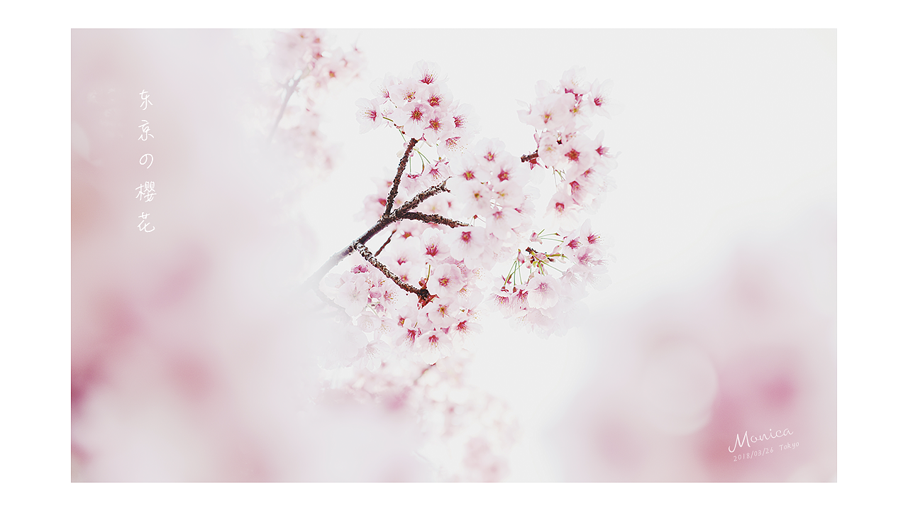東京の櫻花，爛漫的年華（圖ZMTA5NTA3NjUy） - 風光攝影 - 站酷設計師Miss_Mo原創(chuàng)素材 - 站酷ZCOOL