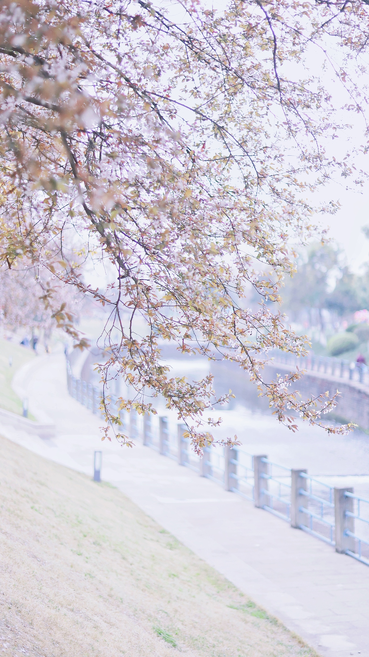 花枝春满，山河无恙，人间皆安（图ZMjAzODE4NTE2） - 风光摄影 - 站酷设计师吴所畏_原创素材 - 站酷ZCOOL