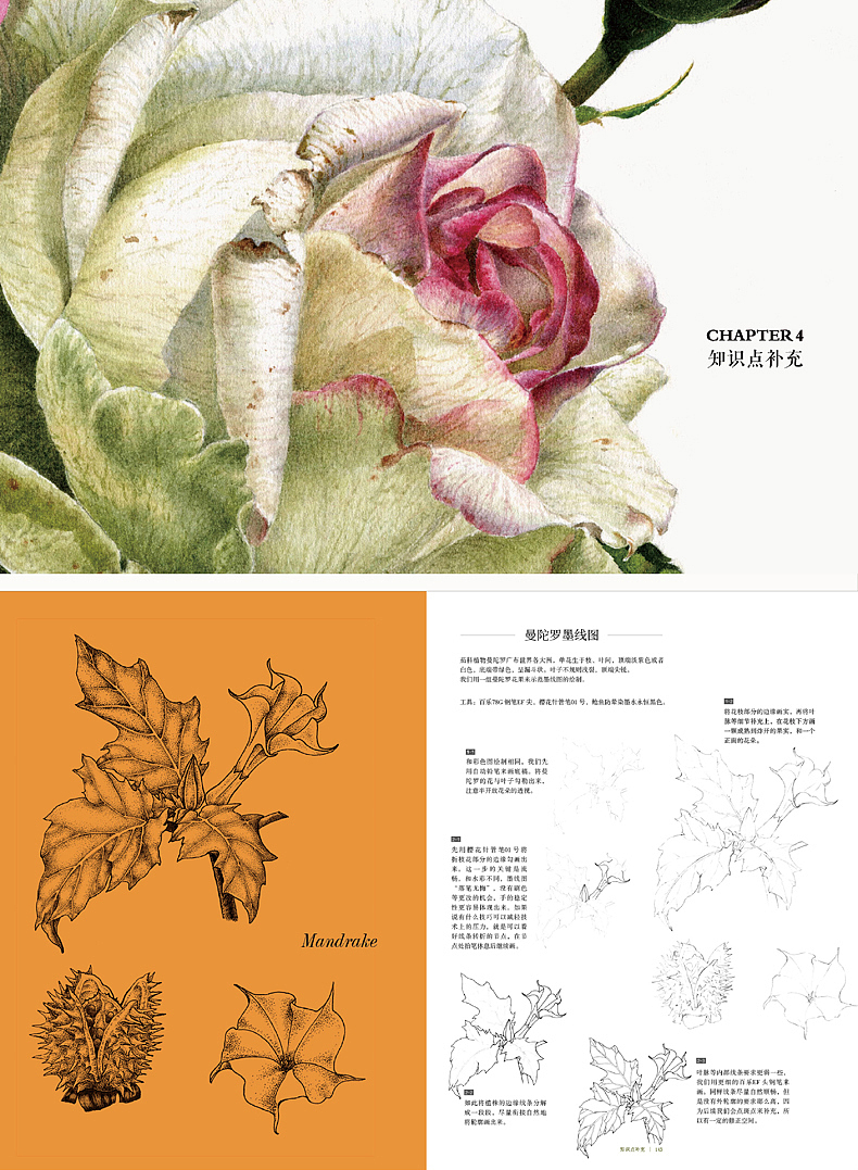 新书《新写实水彩技法 • 神圣的植物》出版（图ZMjU3MDgzNTYw） - 绘画 - 站酷设计师三淼君原创素材 - 站酷ZCOOL