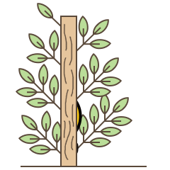 贱贱的鸭子-动态表情