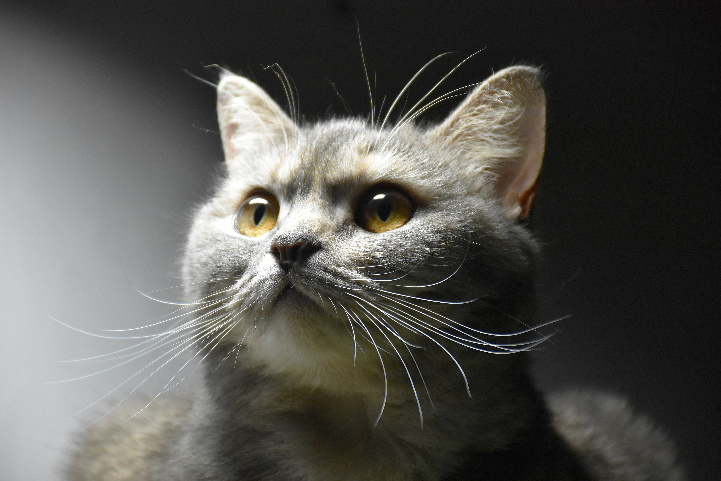 猫|摄影|动物|做大茶饭 - 原创作品 - 站酷 (zcool)