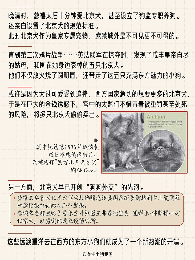 北京犬 曾经的皇室专属（图ZMzIxMjIyODY4） - 短篇/格漫 - 站酷设计师北北北辰beichen原创素材 - 站酷ZCOOL