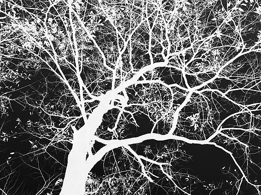 树（个人主页-ZNDcyMjYyMjg=） - 风光摄影 - 站酷设计师ZYM645原创素材 - 站酷ZCOOL