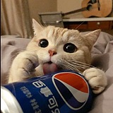 danimal的头像