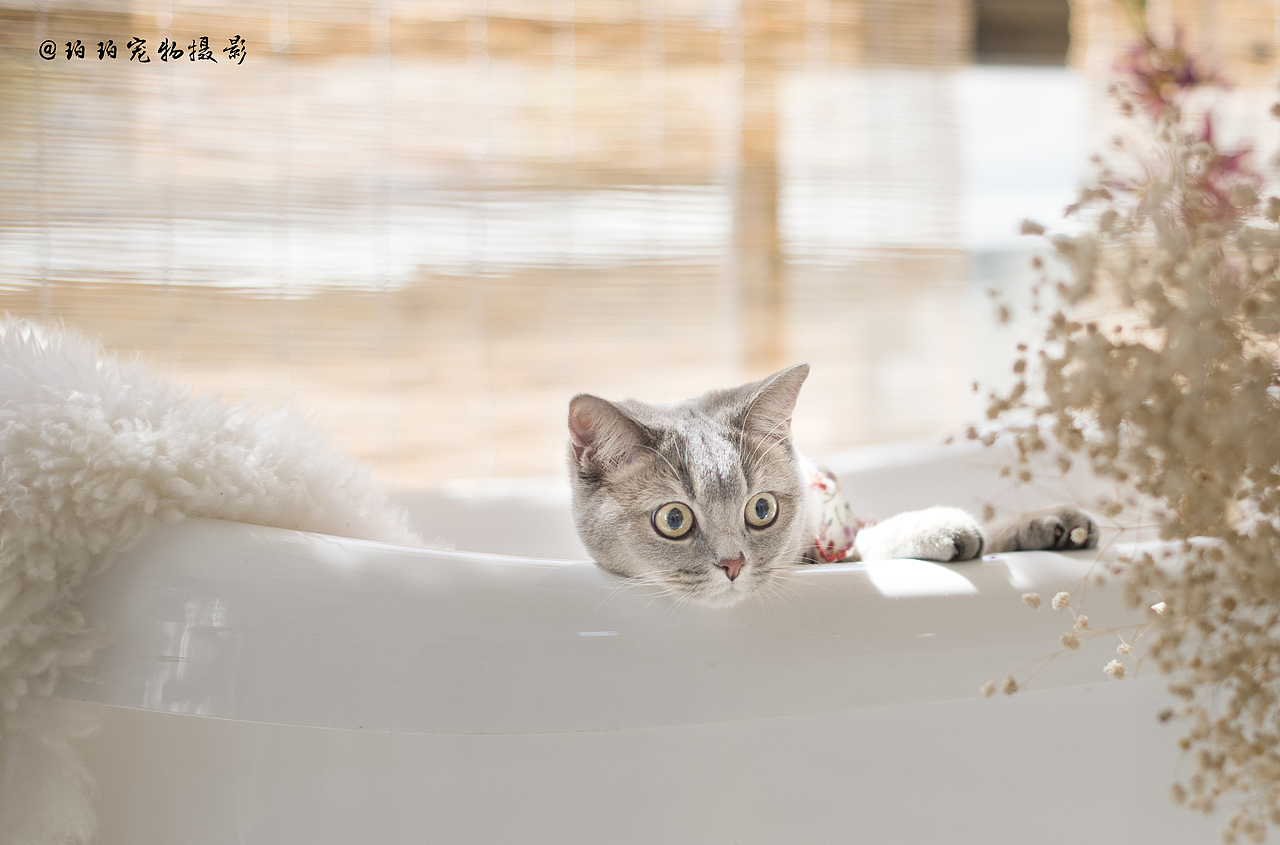 深圳宠物摄影珀珀宠物摄影 金渐层猫咪（图ZMTMyNzc1MDU2） - 宠物摄影 - 站酷设计师珀珀视觉原创素材 - 站酷ZCOOL