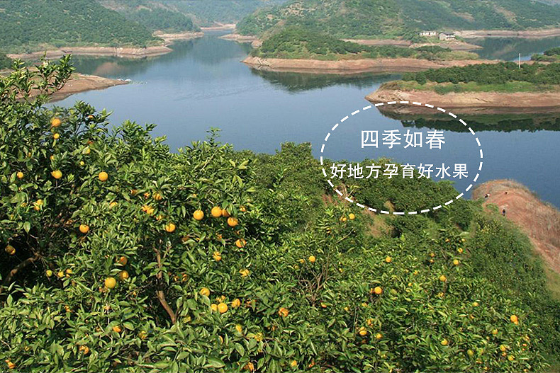 赣南脐橙-天猫详情页（图ZNjQxNDgyNjg=） - 电商 - 站酷设计师Aries丶垚原创素材 - 站酷ZCOOL