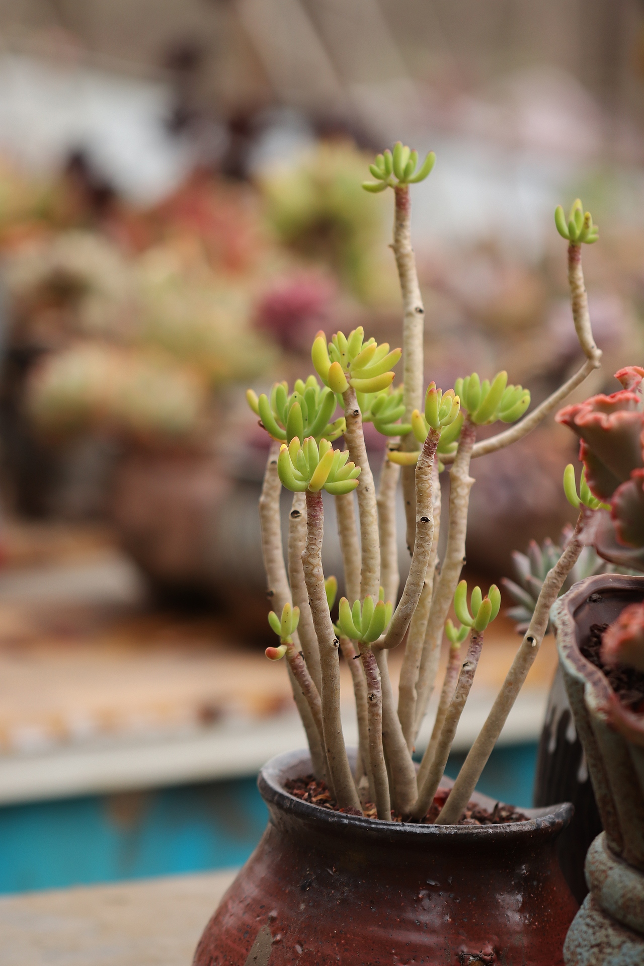 多肉（图ZMjU3MTM2MTky） - 其他摄影 - 站酷设计师生活可爱原创素材 - 站酷ZCOOL