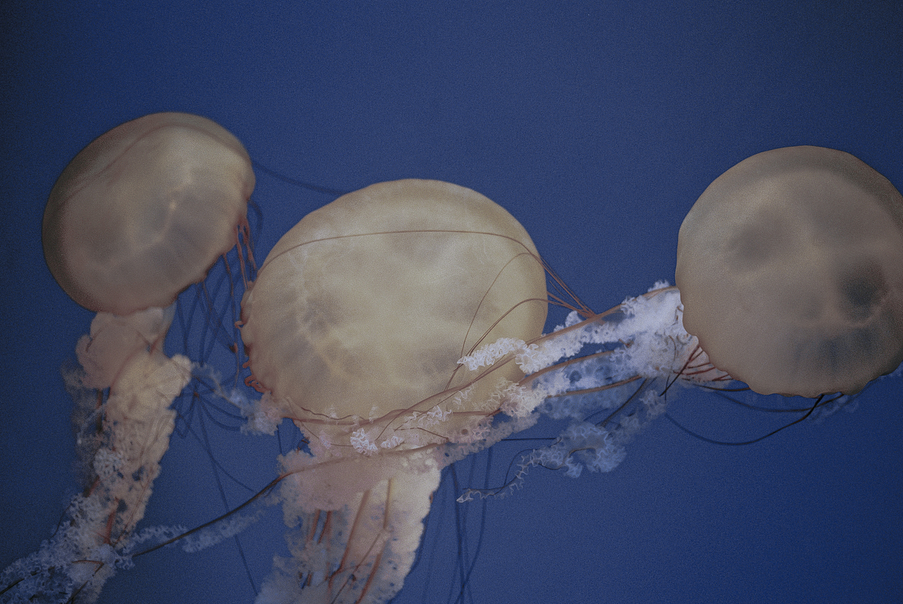 Fall in blue.（圖ZMTQ4NjU5NDYw） - 人像攝影 - 站酷設(shè)計(jì)師hi椰樹原創(chuàng)素材 - 站酷ZCOOL