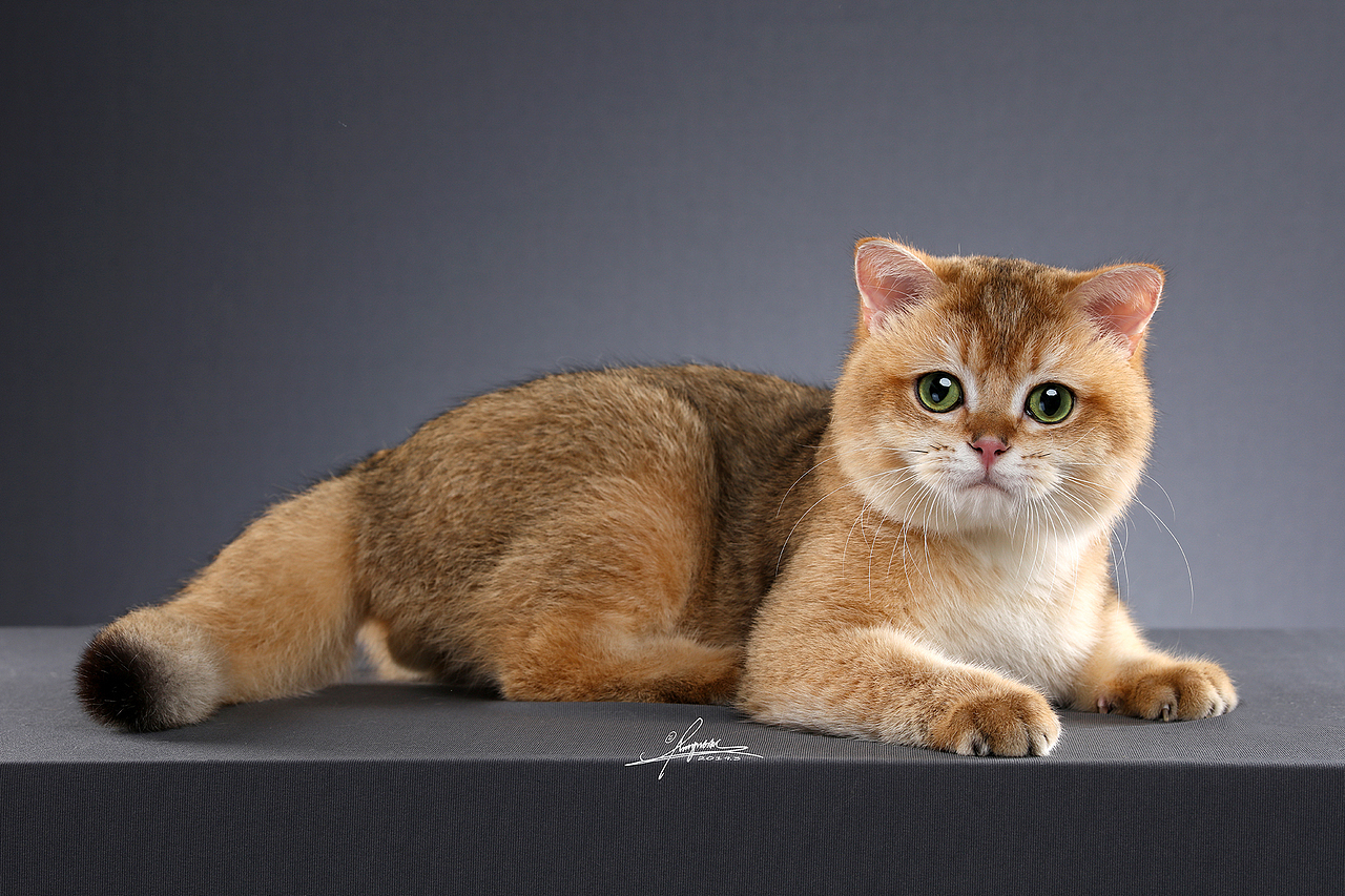 英国短毛猫AMYWORKS,拍摄于福建福州