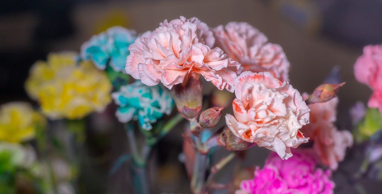 白色康乃馨染色作品（图ZMzYwNjAxMjcy） - 其他摄影 - 站酷设计师木糖醇饕餮原创素材 - 站酷ZCOOL