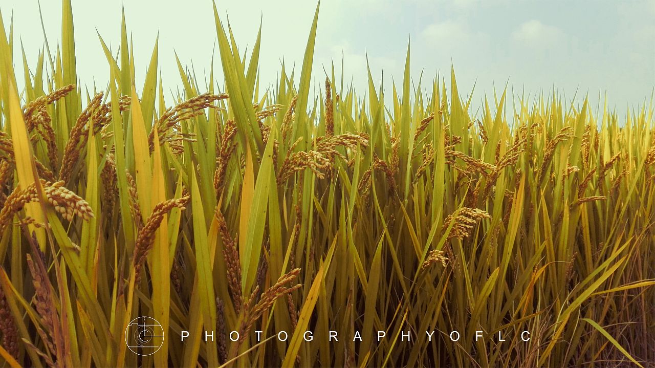 秋天都过完了，我却只是这些图片了（图ZMTg1OTQ0NzM2） - 风光摄影 - 站酷设计师烂潮原创素材 - 站酷ZCOOL