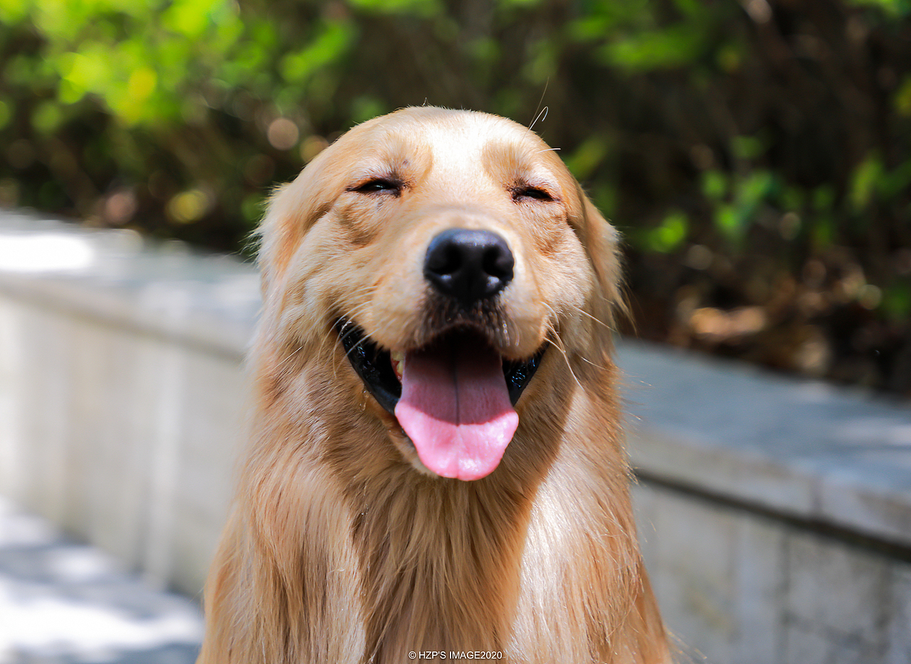 金毛（图ZMjEwMDkyMzY0） - 宠物摄影 - 站酷设计师下乡种田帅小伙原创素材 - 站酷ZCOOL