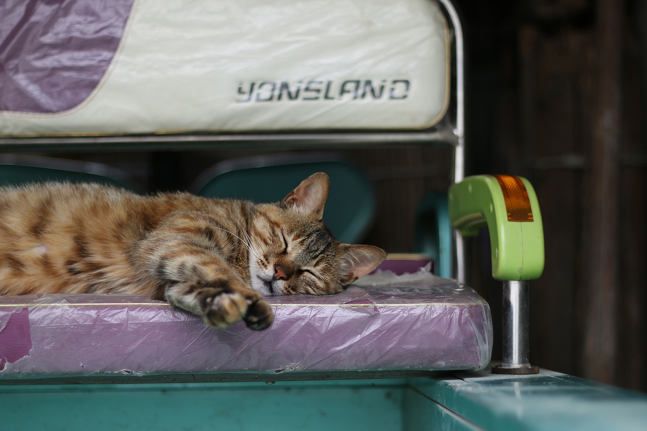 中华田园猫（图ZNTgzOTUxNTI=） - 宠物摄影 - 站酷设计师JC王大青原创素材 - 站酷ZCOOL