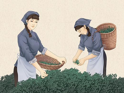 中国传统制茶工艺工序图采茶插画