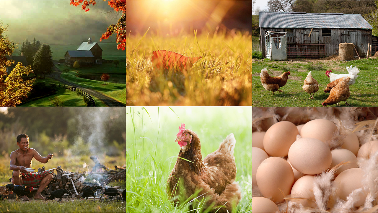 黄孝蛋品 品牌形象设计