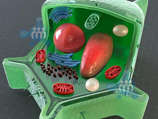 练习-细胞病毒细菌