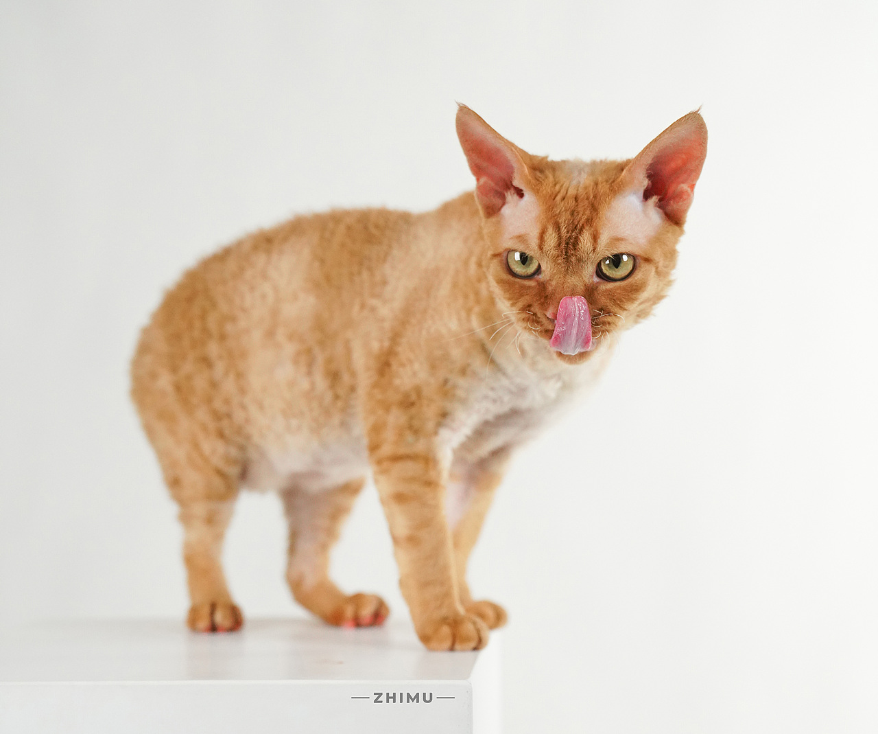 宠物摄影源计划-Down the mountain tiger