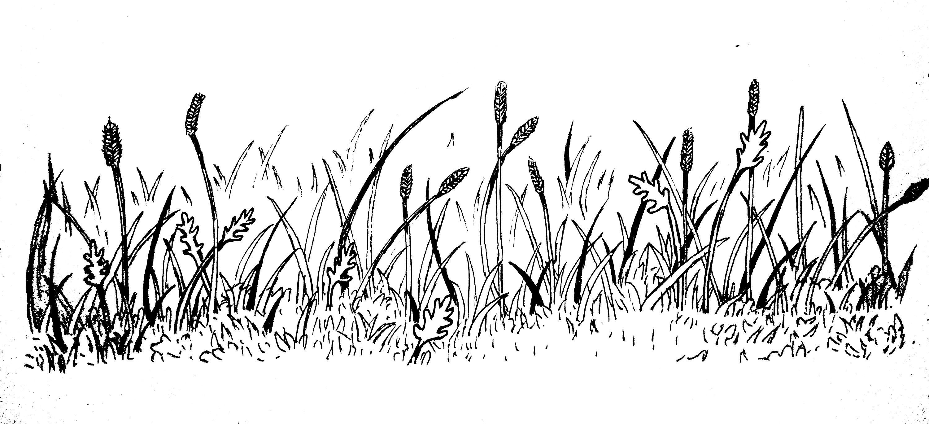 一块草地简笔画 一块草地的简笔画_简笔画-绘画者图库