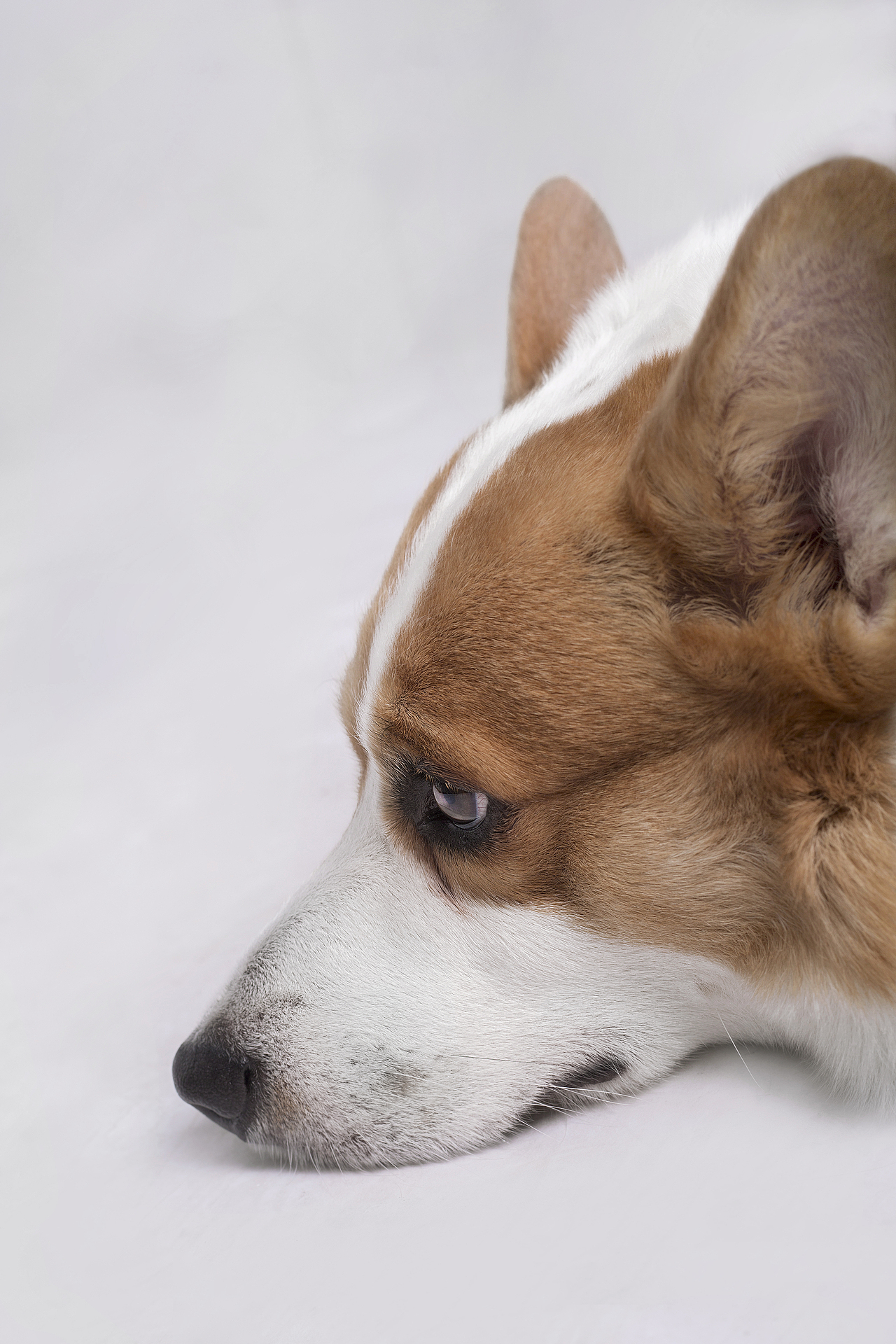 【動物照相館】柯基