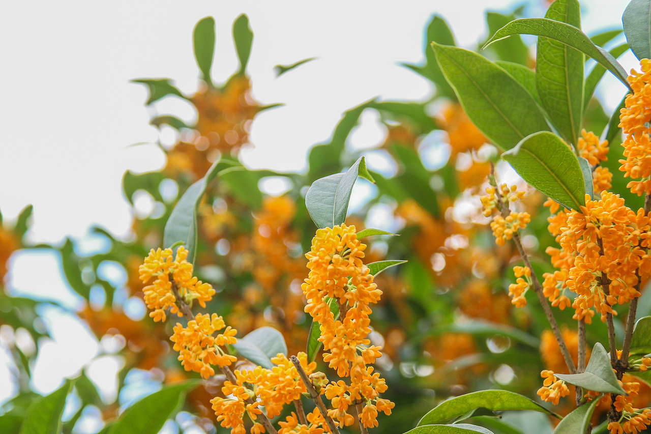 满城尽带桂花香。