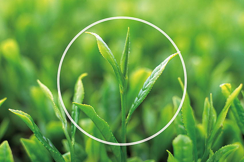 减肥品牌形象设计（图ZNTIyNTcxMjQ=） - 品牌 - 站酷设计师徐羊飞原创素材 - 站酷ZCOOL