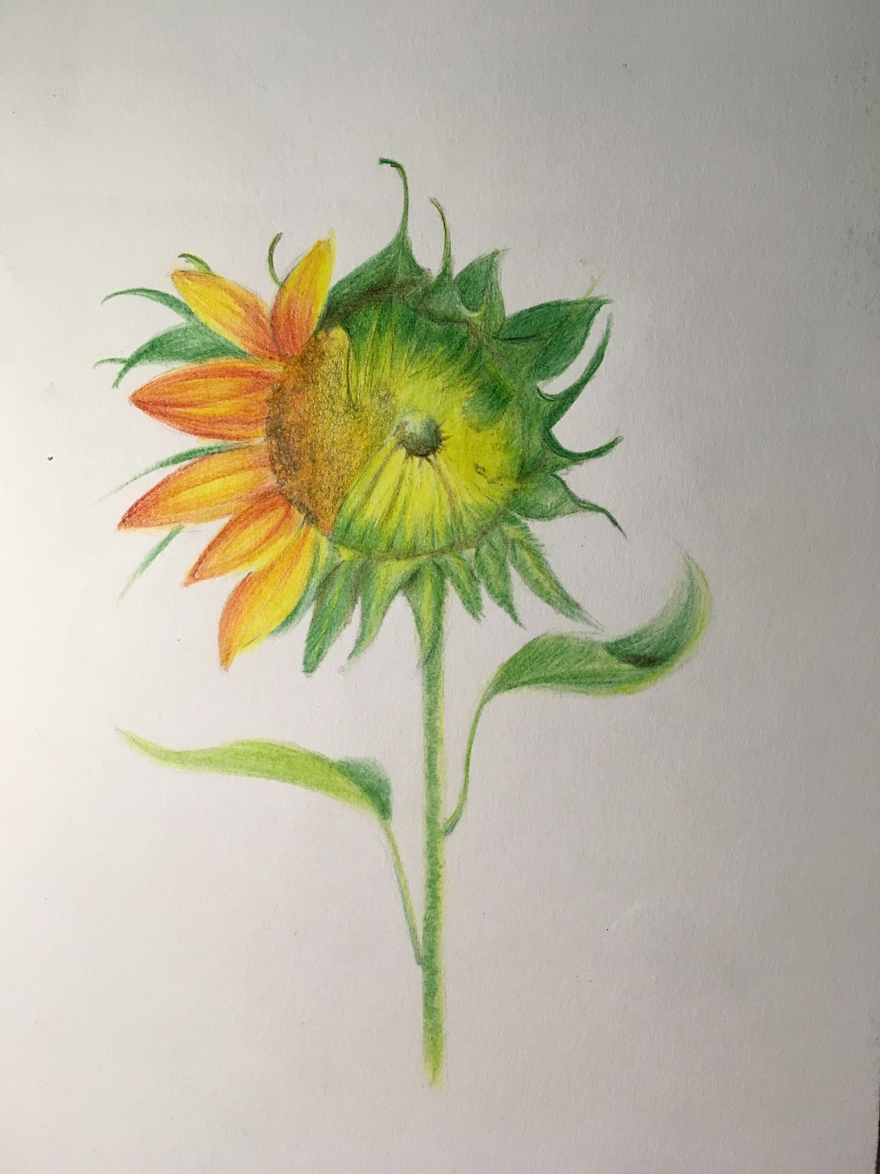 原创作品:手绘彩铅希望之花