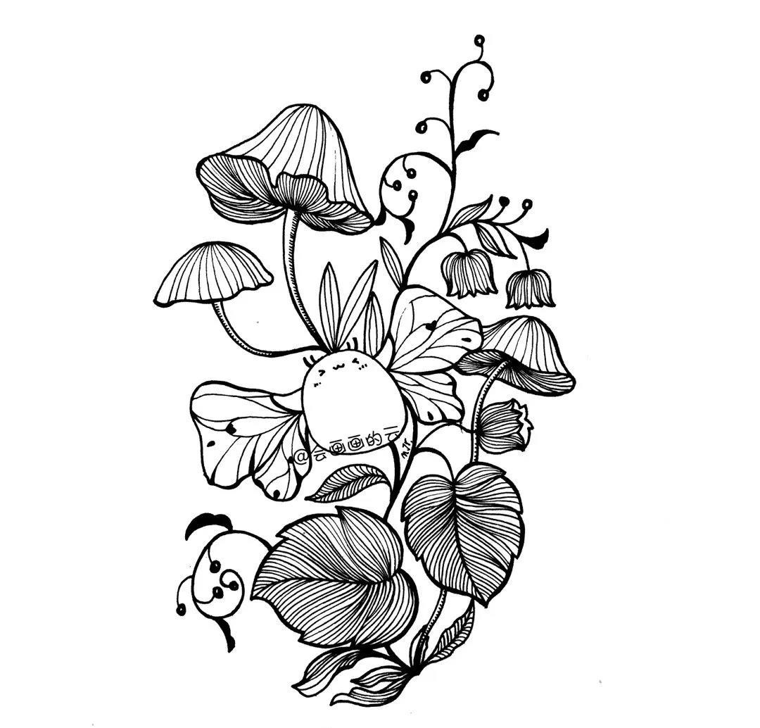 一学就会的植物线稿教程!